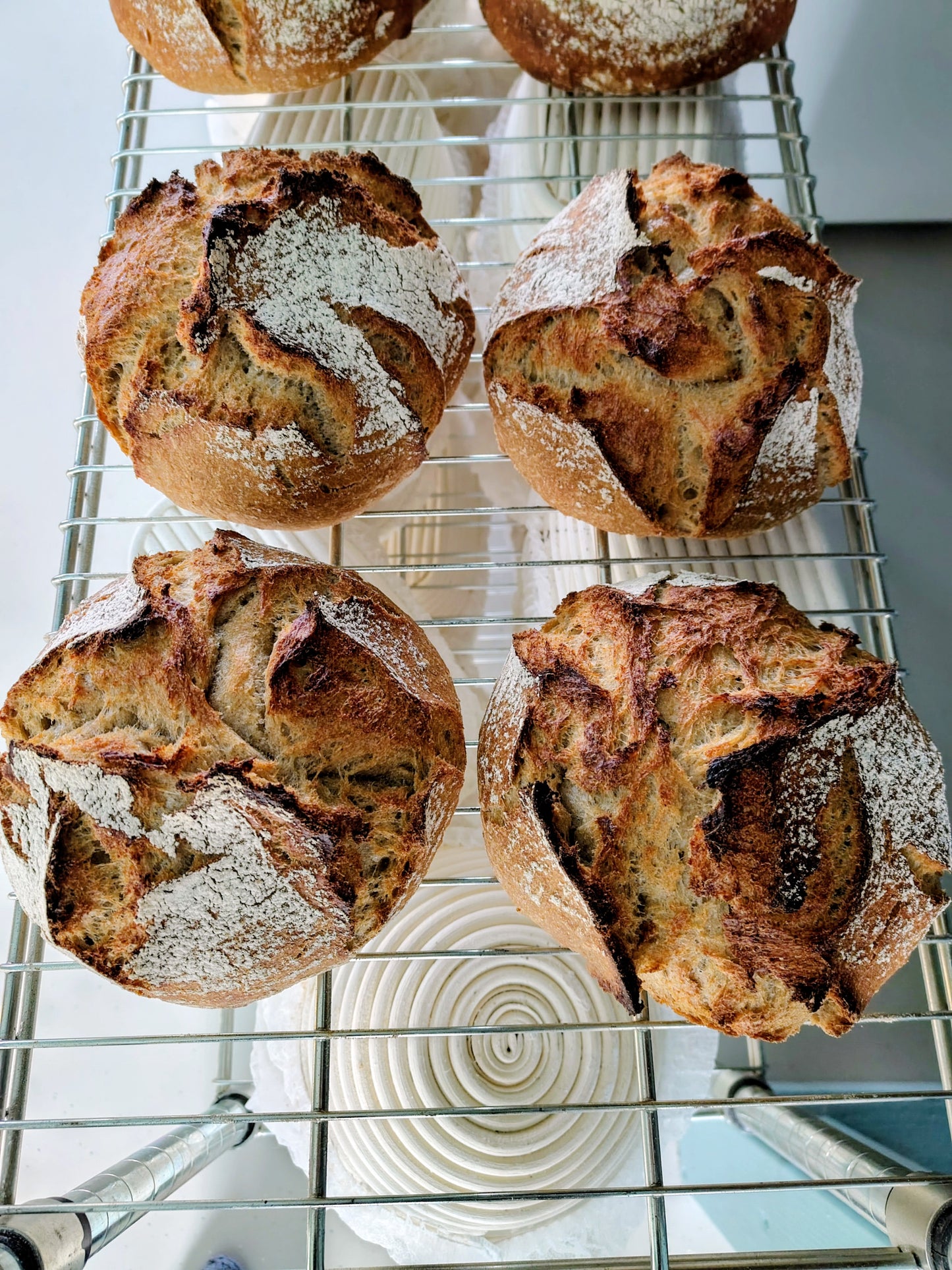 khorasanbroden op rooster